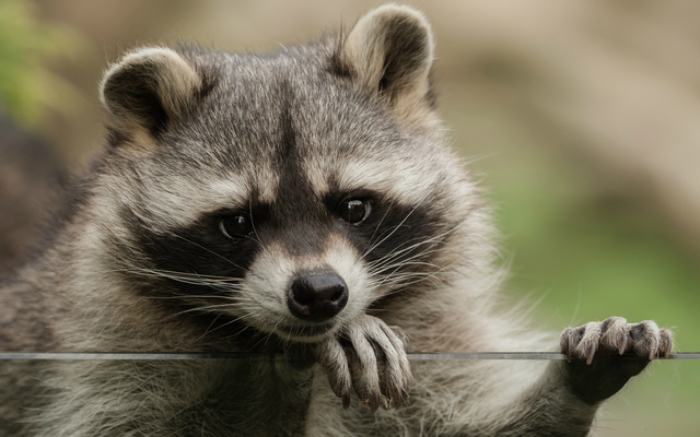 Watch a Rogue Raccoon Terrify Onlookers in Downtown Tokyo