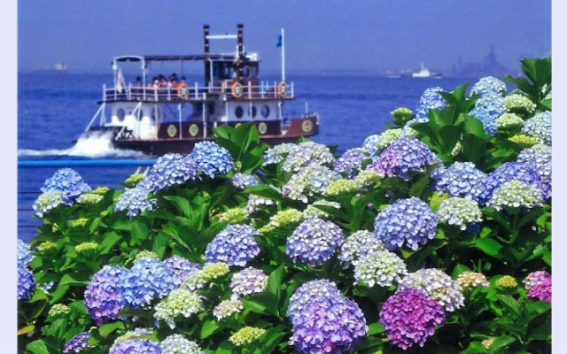 Japan Travel Spots: Where to see the most Idyllic Ajisai (Hydrangea) Scenery around Japan