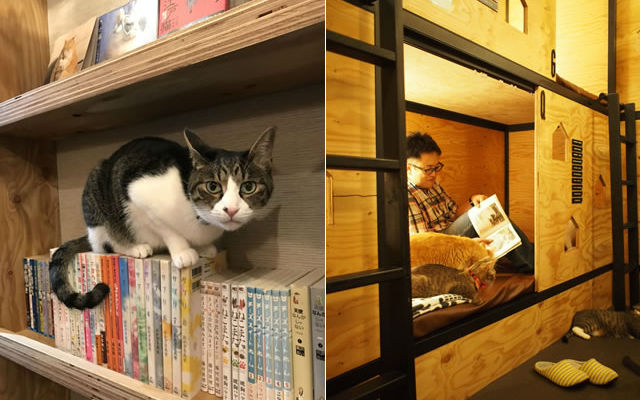 “Men’s Day” At Five-Floor Japanese Cat Cafe Hopes To Unite Shy Guys With Rescue Cats