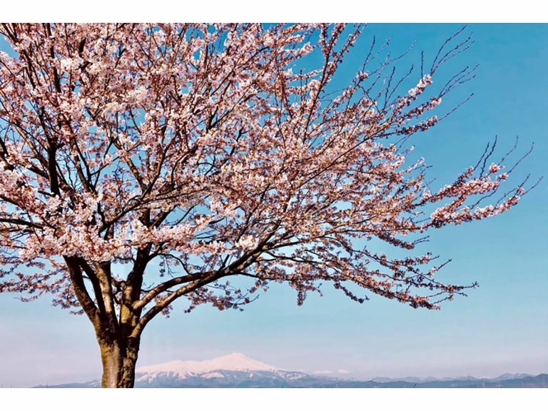 Sakura Forecast 2021: Cherry Blossoms Come to Japan Earlier Than Usual