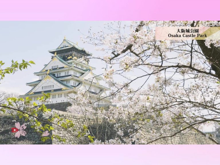 Enjoy a virtual hanami with a 4K hour-long video of cherry blossoms in Japan