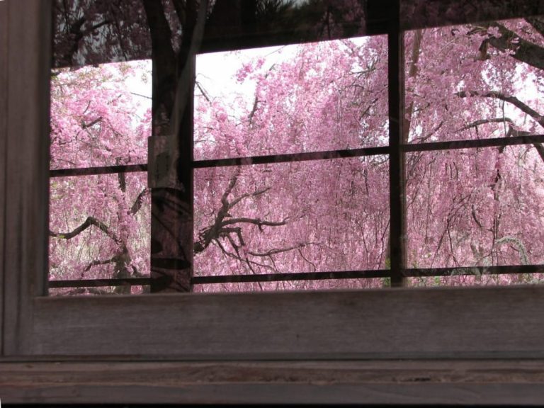 Cherry blossom viewings canceled, Japanese residents turn homes into sakura sanctuaries