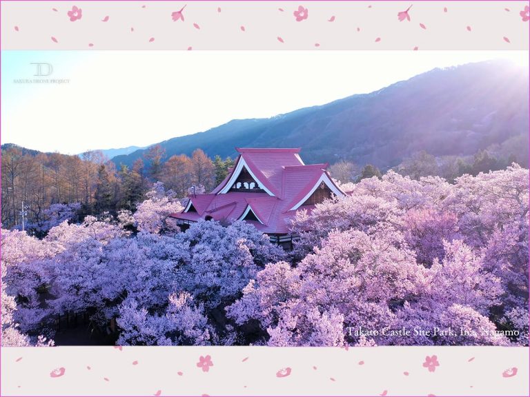 Sakura Drone Project provides free gorgeous sakura backgrounds, virtual hanami and more
