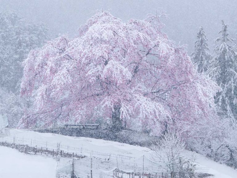 Snow-covered cherry blossom flowers provide a serene way to capture the sakura season