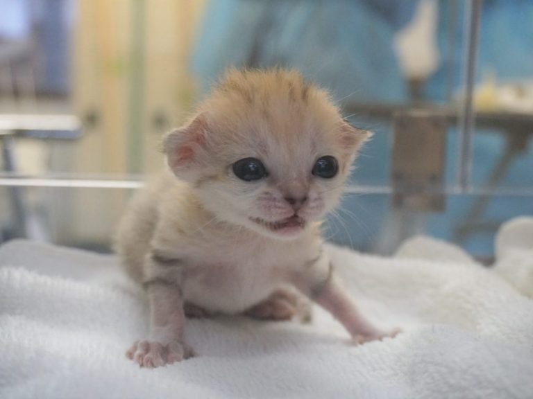 First Sand Cat Born in Japan to Make Its Public Debut