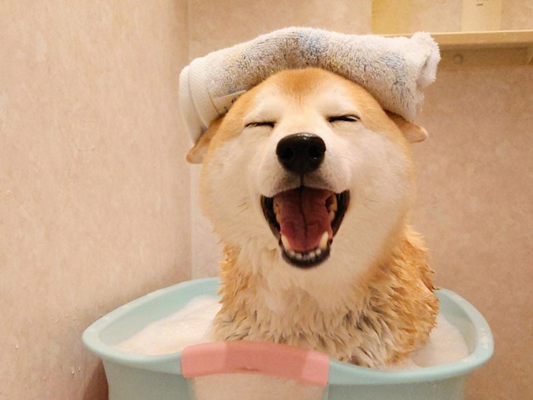 Shiba inu’s adorable reaction to getting a hot bath warms everyone’s hearts on Japanese Twitter