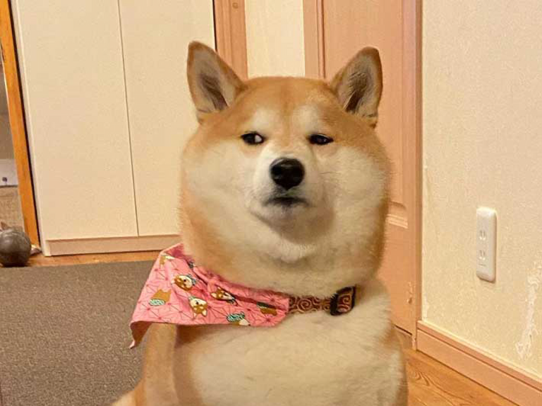 Shiba inu takes side-eye to the next level and becomes the internet’s disgruntled hero
