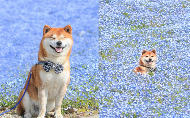 Shiba Inu Dog Frolicking in Sea of Flowers is the Goodest Boy in Japan