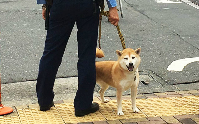 Adorable Shiba Inu Police Doge Spotted in Japan
