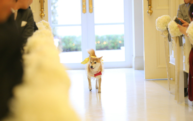 Japanese Couple Have Shiba Inu Ring Bearer at Cutest Wedding Ceremony Ever (Video)