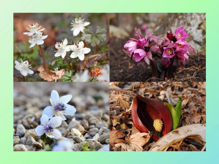 Rokko Alpine Botanical Garden announces park opening for early spring flower viewing
