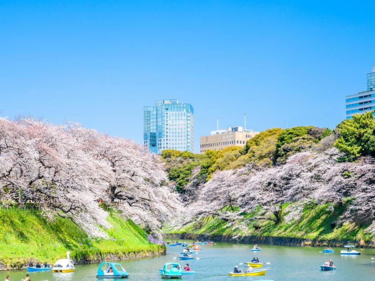 Chauffeur service in Japan keeps cherry blossom viewing parties alive with luxury limo hanami