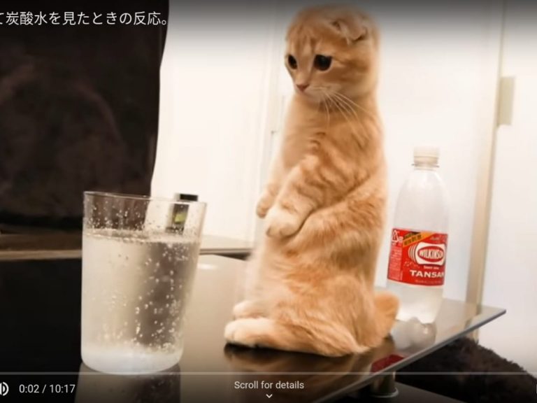 Kitten Tries Carbonated Water for First Time and Approaches It with Adorable Curiosity