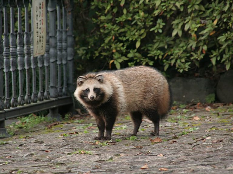 French Embassy in Japan welcomes its “tanuki ambassador” in witty viral Tweet