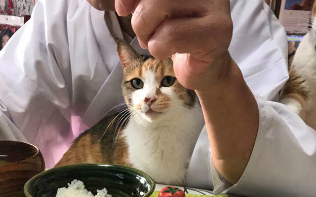 Japanese Priest’s Breakfast Time with Four Cats is Charming Everyone on Twitter
