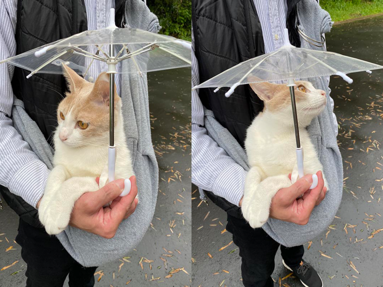 Japanese cat that takes rainy day strolls with a cat-sized umbrella is the sight we needed to see