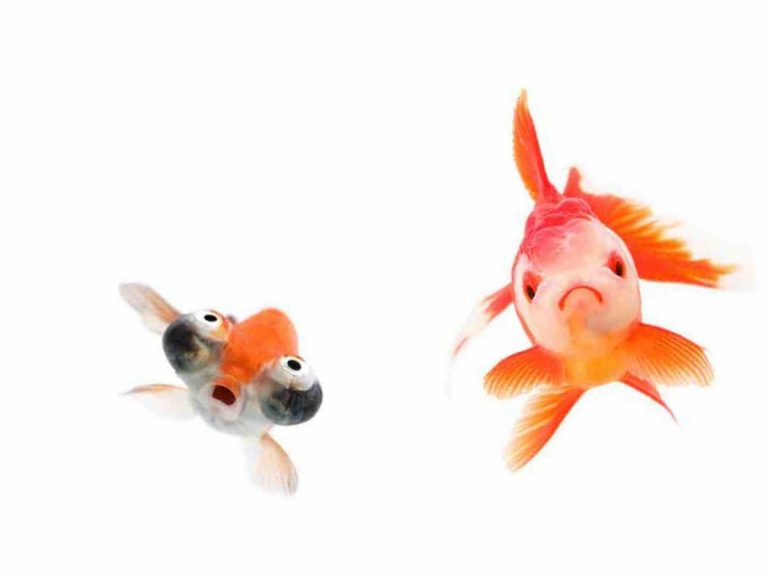 World’s first fish face photo book “Uozura” reveals a whimsical world of expressive fish