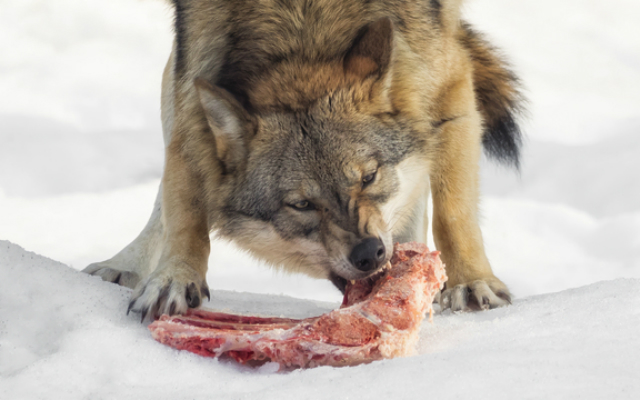 Japan Has a Deer Overpopulation Problem and Japan Wolf Association Think They Have a Solution