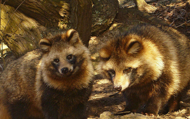 This Tanuki Raccoon dog has been spoiled by its owner – grape Japan