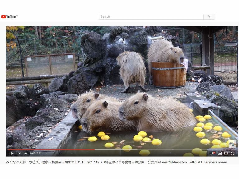 Popular “Animal Onsen” at Chikozan Park Children’s Zoo Open Through March 2020