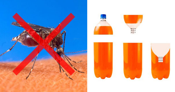 ペットボトルで簡単に蚊を撃退する方法 蚊取りボトル Grape グレイプ