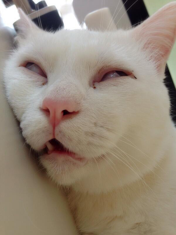 美形な猫 セツ の寝顔が酷すぎる あまりのギャップにネット騒然 Grape グレイプ