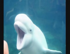 白イルカにも機嫌の悪い時はある。「ガラス触んなや！」と怒る姿にビックリ