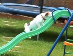 何度滑り落ちても…どうしても滑り台に登りたい犬。最終手段に大爆笑！!