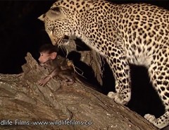 豹に殺された親ヒヒ… そばにいた赤ちゃんヒヒに、豹がとった意外な行動に考えさせられる