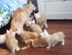 ママ猫さん、痛恨のミス！！８匹の子猫が一瞬で！？まさかの結末に爆笑！！