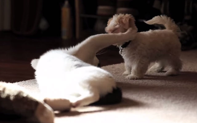 眠い猫と遊びたい子犬 足が短くて届かず 必死のパンチが可愛くって笑える Grape グレイプ