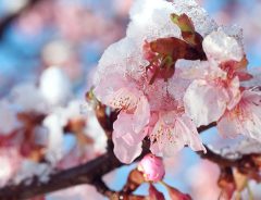 季節はずれの四月の雪が生んだ奇跡　美しすぎる『雪桜』の写真