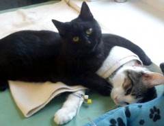「大丈夫だよ」怪我や病気になった動物達を優しく看病する黒猫。自ら看護士となる