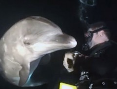 「ちょっと助けて！」ダイバーに近づいてきたイルカのお願い事とは？