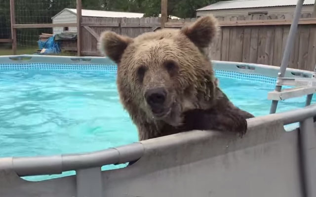 わっほぃー プールに飛び込んではしゃぐ熊 人間の子どもみたいで可愛い Grape グレイプ