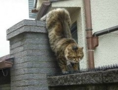 猫よけのトゲの上を突き進む猫さん　何を目指しているの…？心ときめいた！！