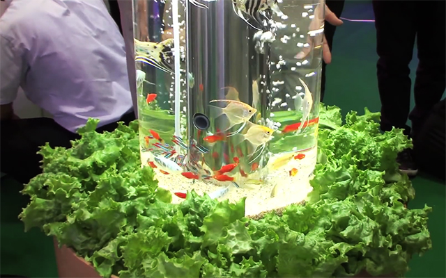 水槽からニョキッ お魚が植物を栽培してくれる アクアポニックス に注目が集まる Grape グレイプ