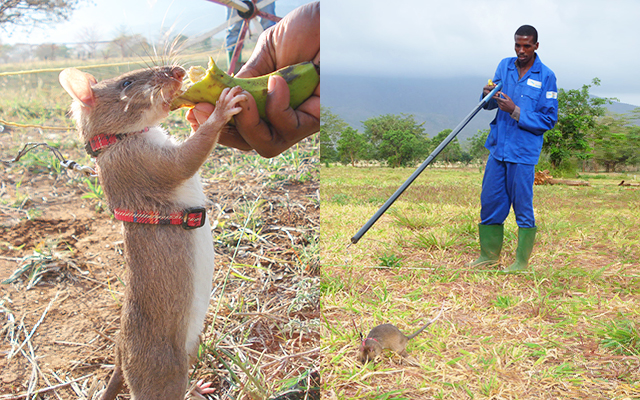 小さな小さな救世主 カンボジアで地雷を除去する 人命救助ネズミ が大活躍 Grape グレイプ