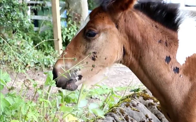 白い斑点が まるで走っている馬のよう 自分にそっくりの模様を持つ 馬が大人気 Grape グレイプ