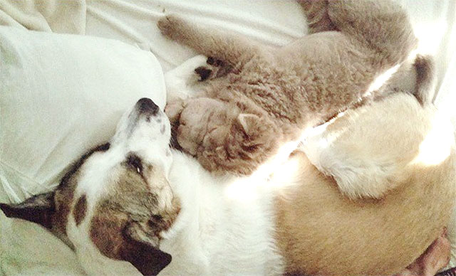 まるでクマさん ふんわり毛皮とぼんやり顏が可愛いワンちゃん Grape グレイプ