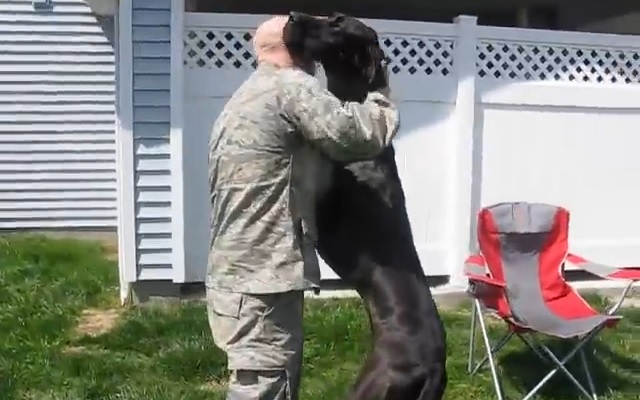 軍人のパパを大喜びで出迎える 大型犬の愛情表現 胸が熱くなる Grape グレイプ