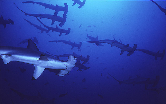 30匹以上のサメの群れを確認 今度は神奈川県の海水浴場周辺に出没 Grape グレイプ
