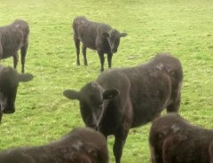 牛が止まらない…怖いのに目が離せなくなる、狂気の牛動画がちょっと閲覧注意