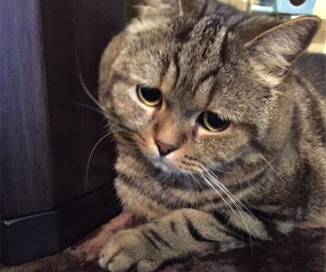 今年一番 しょんぼり しちゃった 困り顔で有名な猫の表情に胸キュン Grape グレイプ