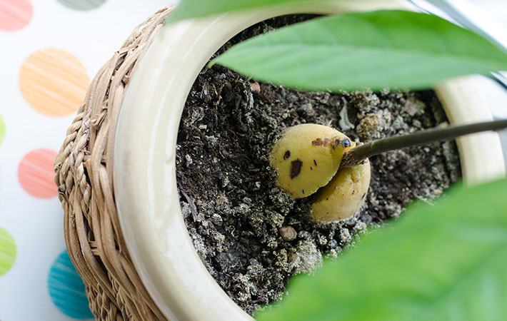 アボカドの種を水栽培で観葉植物にする方法 食べた後も楽しめる Grape グレイプ