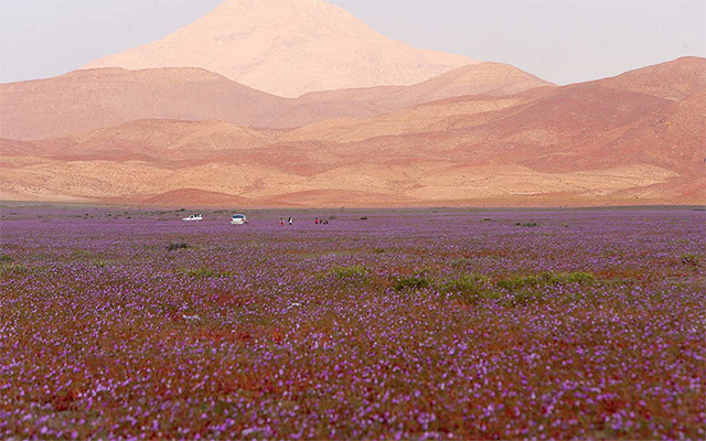 嵐が生んだ奇跡 世界一雨が降らない砂漠 に花畑が Grape グレイプ