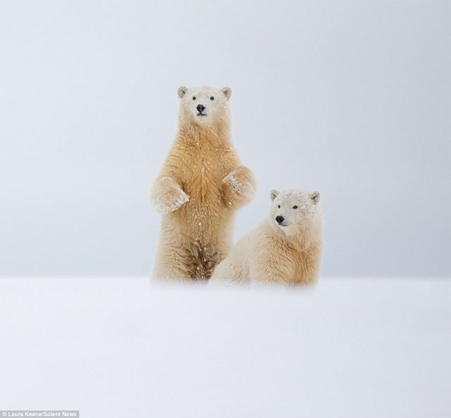 ホッキョクグマが手を振ってくれた その真実は Grape グレイプ