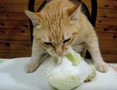 キャベツを食べる猫の動画が豪快！