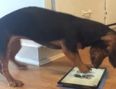 誰か止めて～！　iPadの犬用ゲームに熱中しすぎて犬ヤバい！