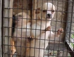 残虐な「子犬工場」が摘発される　残されたのは、５２６匹の犬たち